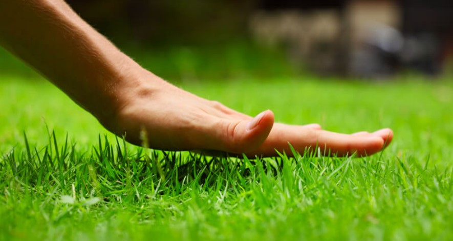 Stay Cool with These Turf Care Tips: Protect Your Grass from Heat Stress