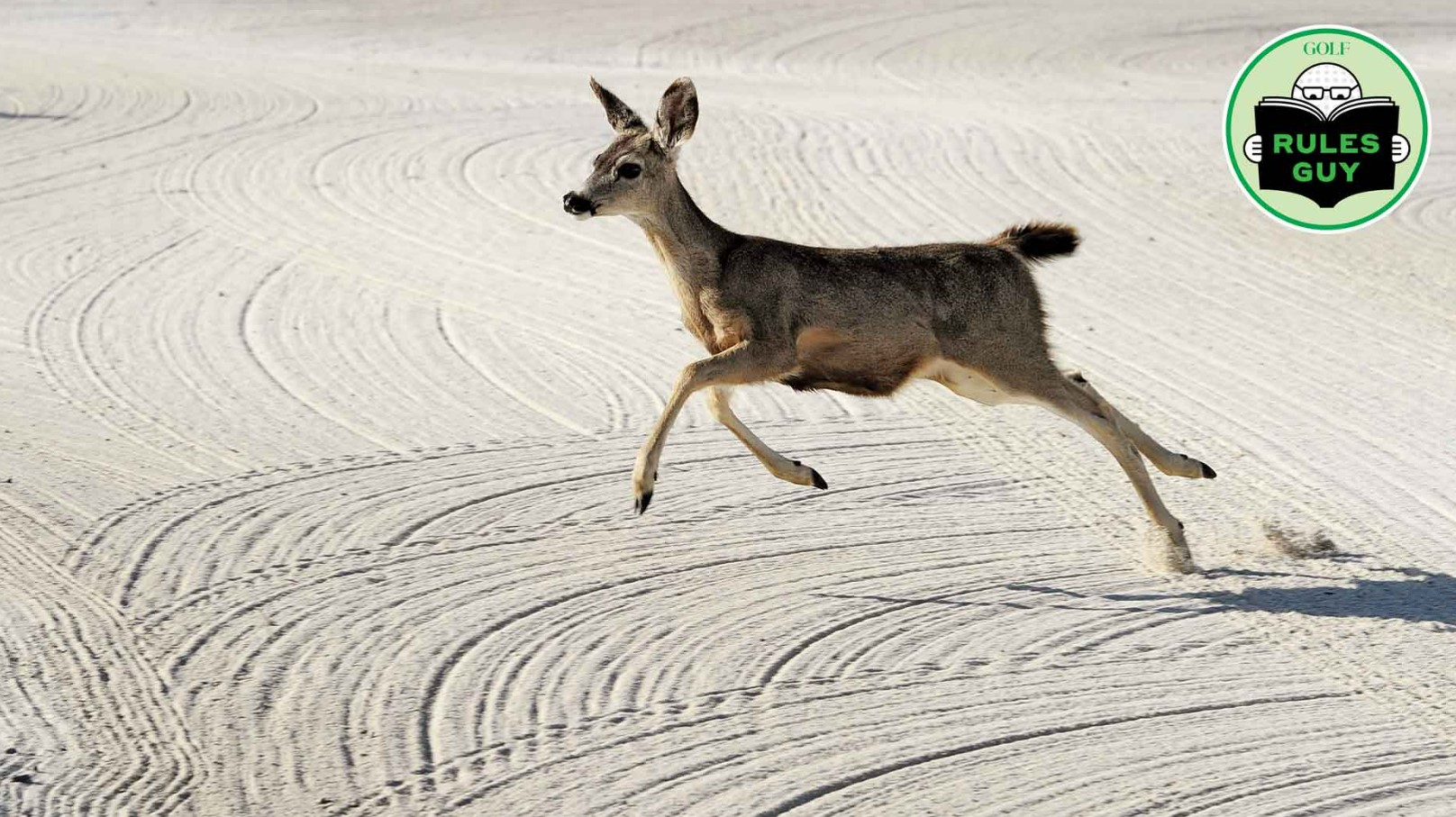 Can I Smooth Deer Tracks in the Bunker? Exploring the Rules of Golf