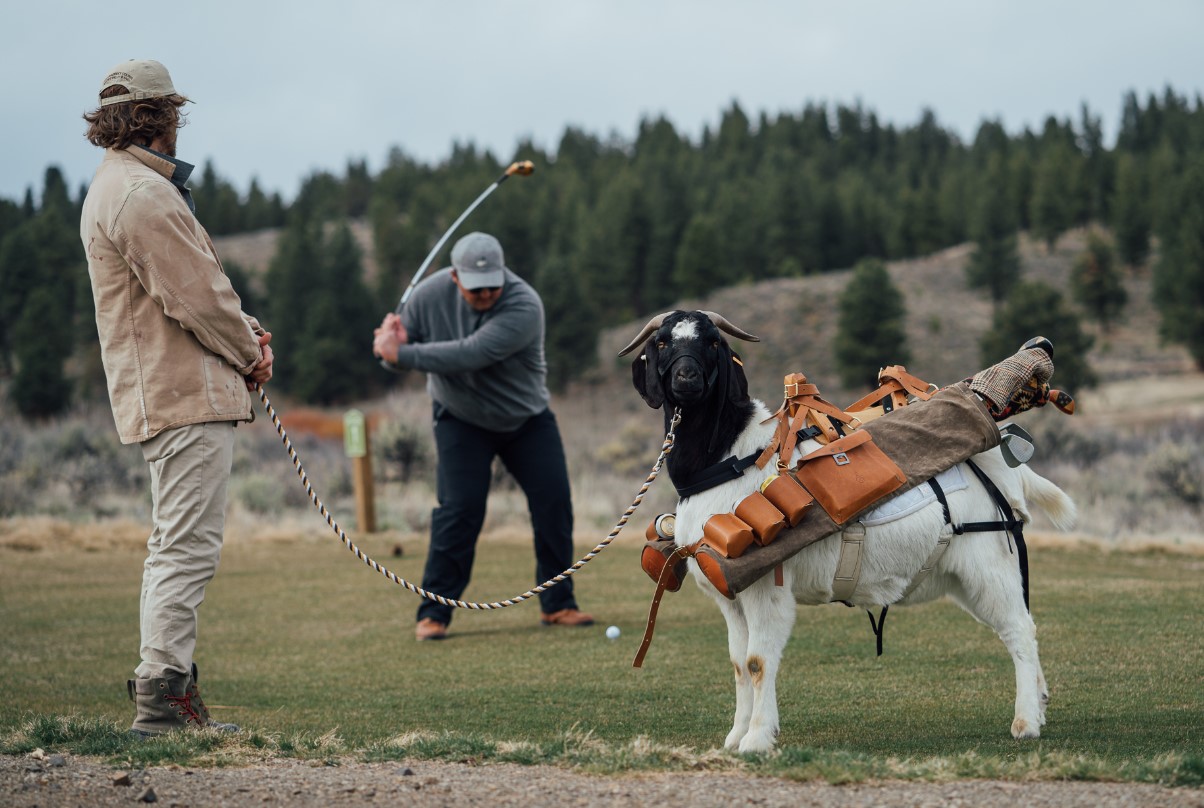 Unleash Your Inner Golfer with Our Goat Caddies
