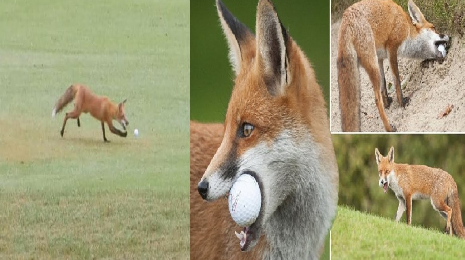 Community Fun and Furry Mischief: A Fox’s Adorable Antics at Missouri Golf Tournament