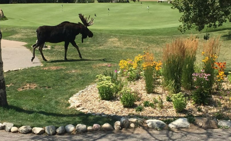 Moose on the Course: Wildlife Encounter Halts Play at Red Sky Classic